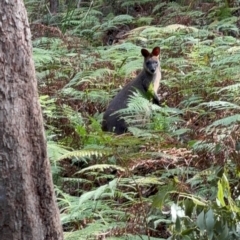 Wallabia bicolor (Swamp Wallaby) at Springfield, NSW - 24 Mar 2024 by marshwise