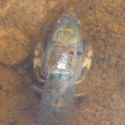 Cherax destructor (Common Yabby) at Borough, NSW - 23 Mar 2024 by Paul4K