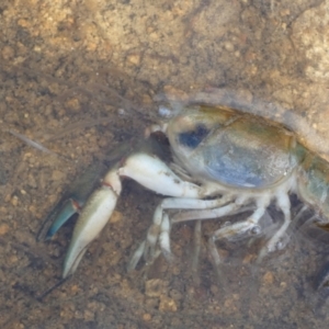 Cherax destructor at Boro - 23 Mar 2024