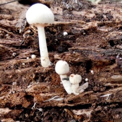 Leucoagaricus sp. at Borough, NSW - 23 Mar 2024 by Paul4K