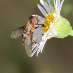Unidentified Bristle Fly (Tachinidae) at Wodonga - 23 Mar 2024 by KylieWaldon