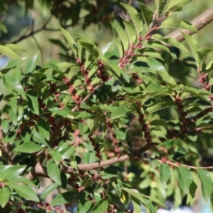 Ulmus parvifolia at Wodonga - 23 Mar 2024