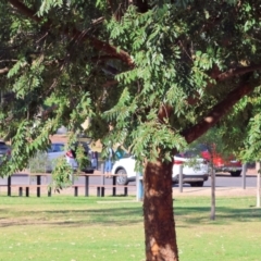 Ulmus parvifolia at Wodonga - 23 Mar 2024 08:34 AM