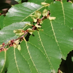 Ulmus parvifolia at Wodonga - 23 Mar 2024 08:34 AM