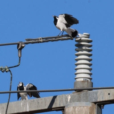 Grallina cyanoleuca (Magpie-lark) at Wodonga - 22 Mar 2024 by KylieWaldon