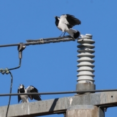 Grallina cyanoleuca (Magpie-lark) at Wodonga, VIC - 22 Mar 2024 by KylieWaldon