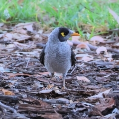 Manorina melanocephala (Noisy Miner) at Willow Park - 23 Mar 2024 by KylieWaldon