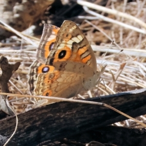 Junonia villida at Wodonga - 23 Mar 2024 10:31 AM