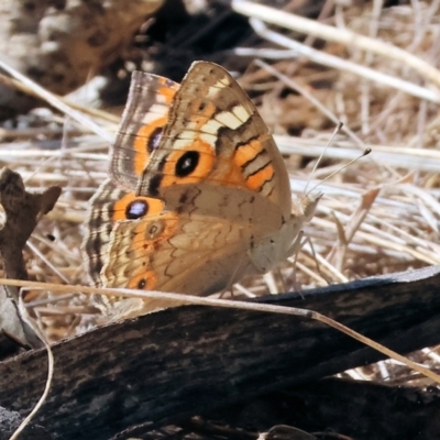 Junonia villida (Meadow Argus) at Wodonga, VIC - 22 Mar 2024 by KylieWaldon