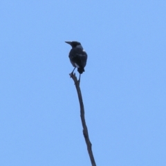 Gymnorhina tibicen (Australian Magpie) at Wodonga - 22 Mar 2024 by KylieWaldon