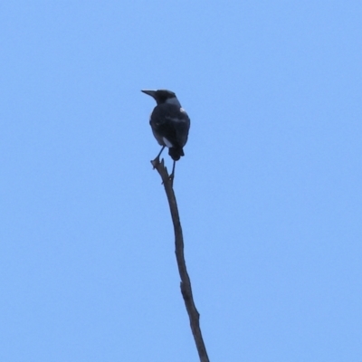 Gymnorhina tibicen (Australian Magpie) at Wodonga - 23 Mar 2024 by KylieWaldon