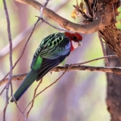 Platycercus eximius (Eastern Rosella) at WREN Reserves - 23 Mar 2024 by KylieWaldon