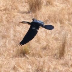 Microcarbo melanoleucos (Little Pied Cormorant) at WREN Reserves - 23 Mar 2024 by KylieWaldon