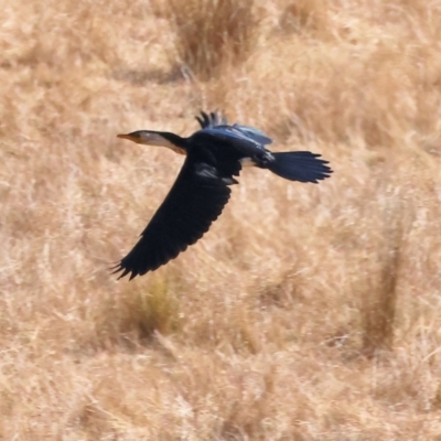 Microcarbo melanoleucos (Little Pied Cormorant) at Wodonga - 22 Mar 2024 by KylieWaldon