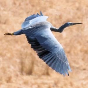 Egretta novaehollandiae at Wodonga - 23 Mar 2024 10:50 AM