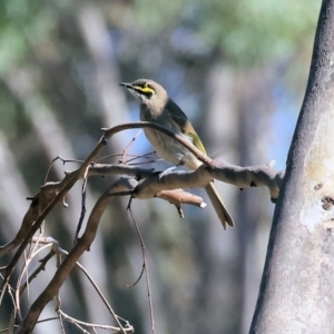 Caligavis chrysops at WREN Reserves - 23 Mar 2024 10:52 AM