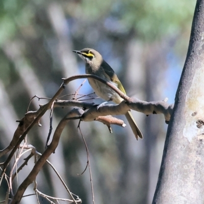 Caligavis chrysops (Yellow-faced Honeyeater) at WREN Reserves - 23 Mar 2024 by KylieWaldon