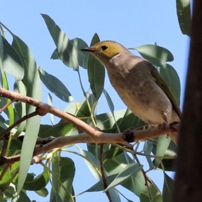 Ptilotula penicillata (White-plumed Honeyeater) at WREN Reserves - 23 Mar 2024 by KylieWaldon