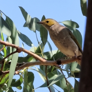 Ptilotula penicillata at Wodonga - 23 Mar 2024