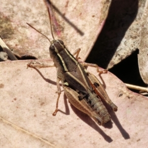 Phaulacridium vittatum at Wodonga - 23 Mar 2024