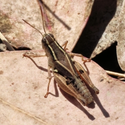 Phaulacridium vittatum (Wingless Grasshopper) at Wodonga, VIC - 23 Mar 2024 by KylieWaldon