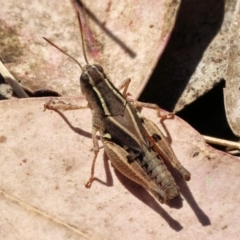 Phaulacridium vittatum (Wingless Grasshopper) at Wodonga, VIC - 23 Mar 2024 by KylieWaldon
