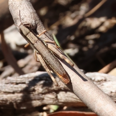 Macrotona sp. (genus) (Macrotona grasshopper) at Wodonga, VIC - 23 Mar 2024 by KylieWaldon