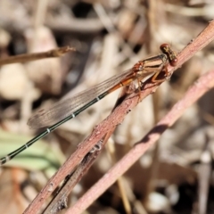 Unidentified Damselfly (Zygoptera) at Wodonga, VIC - 23 Mar 2024 by KylieWaldon