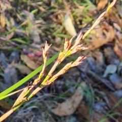 Lepidosperma laterale (Variable Sword Sedge) at Isaacs Ridge and Nearby - 23 Mar 2024 by Mike