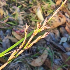 Lepidosperma laterale (Variable Sword Sedge) at Isaacs Ridge - 23 Mar 2024 by Mike