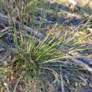 Lepidosperma laterale at Isaacs Ridge and Nearby - 24 Mar 2024