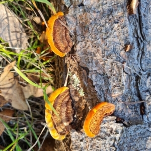 Gloeophyllum at Isaacs Ridge and Nearby - 24 Mar 2024 10:26 AM