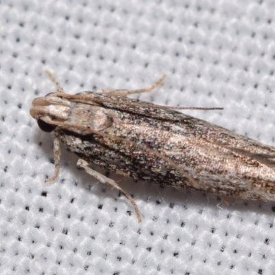 Gelechioidea (superfamily) (Unidentified Gelechioid moth) at Jerrabomberra, NSW - 17 Mar 2024 by DianneClarke