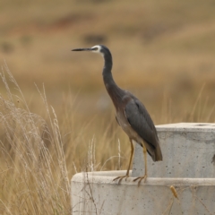 Egretta novaehollandiae (White-faced Heron) at Jarramlee-West MacGregor Grasslands - 23 Mar 2024 by Trevor