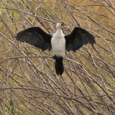 Microcarbo melanoleucos (Little Pied Cormorant) at Jarramlee-West MacGregor Grasslands - 23 Mar 2024 by MichaelWenke
