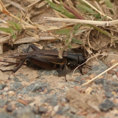 Teleogryllus commodus (Black Field Cricket) at Jarramlee-West MacGregor Grasslands - 23 Mar 2024 by MichaelWenke