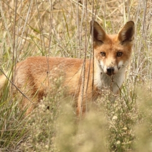 Vulpes vulpes at West Belconnen Pond - 23 Mar 2024