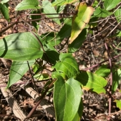 Clematis aristata (Mountain Clematis) at Mount Ainslie to Black Mountain - 23 Mar 2024 by SilkeSma