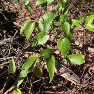 Clematis aristata at Mount Ainslie to Black Mountain - 24 Mar 2024 10:44 AM