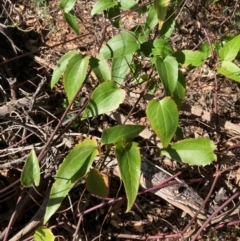 Clematis aristata at Mount Ainslie to Black Mountain - 24 Mar 2024