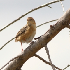 Cisticola exilis (Golden-headed Cisticola) at West Belconnen Pond - 23 Mar 2024 by Trevor