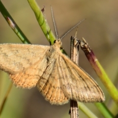 Scopula rubraria (Reddish Wave, Plantain Moth) at Weetangera, ACT - 23 Mar 2024 by Thurstan