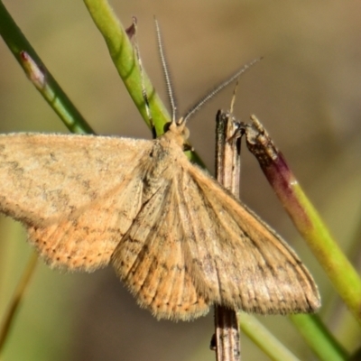 Scopula rubraria (Reddish Wave, Plantain Moth) at Weetangera, ACT - 23 Mar 2024 by Thurstan