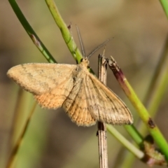 Scopula rubraria at The Pinnacle - 24 Mar 2024