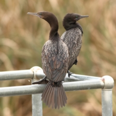Phalacrocorax sulcirostris (Little Black Cormorant) at Dunlop, ACT - 23 Mar 2024 by MichaelWenke