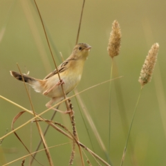 Cisticola exilis (Golden-headed Cisticola) at Jarramlee-West MacGregor Grasslands - 23 Mar 2024 by MichaelWenke