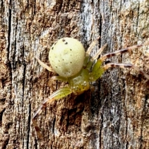 Australomisidia sp. (genus) at GG182 - 23 Mar 2024