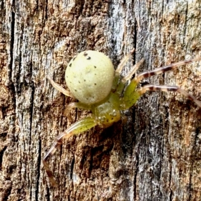 Australomisidia sp. (genus) (Flower spider) at GG182 - 23 Mar 2024 by KMcCue