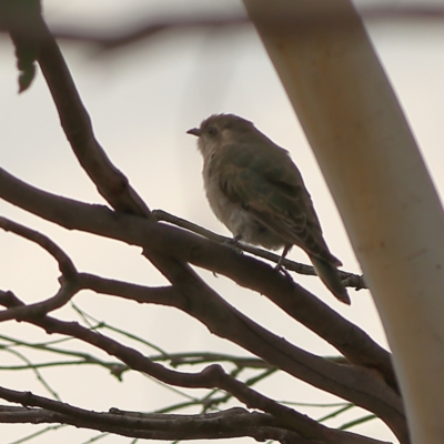 Chrysococcyx basalis (Horsfield's Bronze-Cuckoo) at Jarramlee-West MacGregor Grasslands - 23 Mar 2024 by MichaelWenke