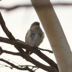 Chrysococcyx basalis at Jarramlee-West MacGregor Grasslands - 23 Mar 2024